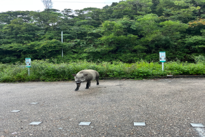 Ein Wildschwein überquert einen Parkplatz neben einem Wald, umgeben von Bäumen und Pflanzen im Hintergrund.