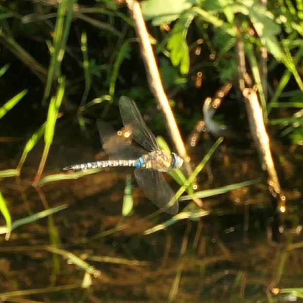 Eine Libelle im Flug über grüne Pflanzen und Wasser, mittig im Bild.