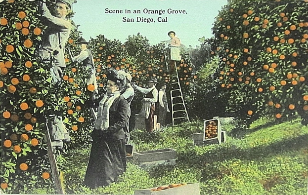 Menschen ernten Orangen in einem Orangenhain mit Leitern und Kisten, San Diego, Kalifornien.