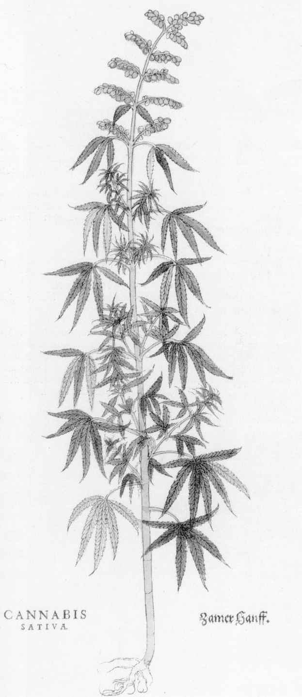 Eine Schwarz-Weiß-Zeichnung einer Hanfpflanze mit der Beschriftung "Cannabis Sativa" unten.
