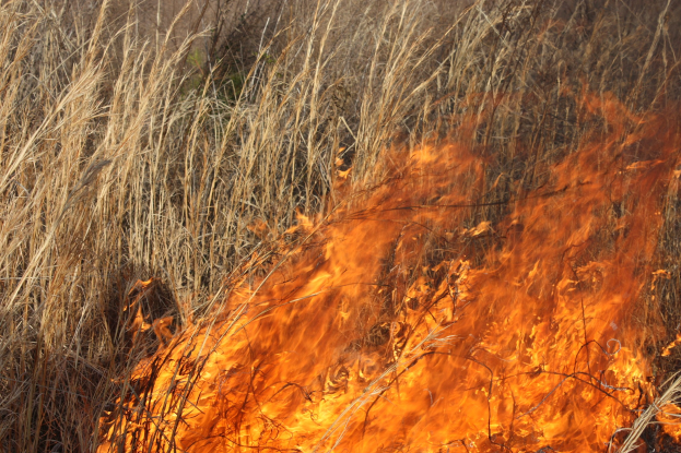 Verschreibung von Feuer in einem Feld mit hohem Gras, das in Flammen steht und Rauch in den Himmel aufsteigt.