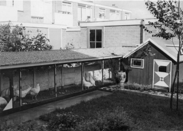 Schwarz-weißes Foto von Hühnern in einem Verschlag umgeben von Gras, Pflanzen, Bäumen und einem Gebäude mit Fenstern im Hintergrund.