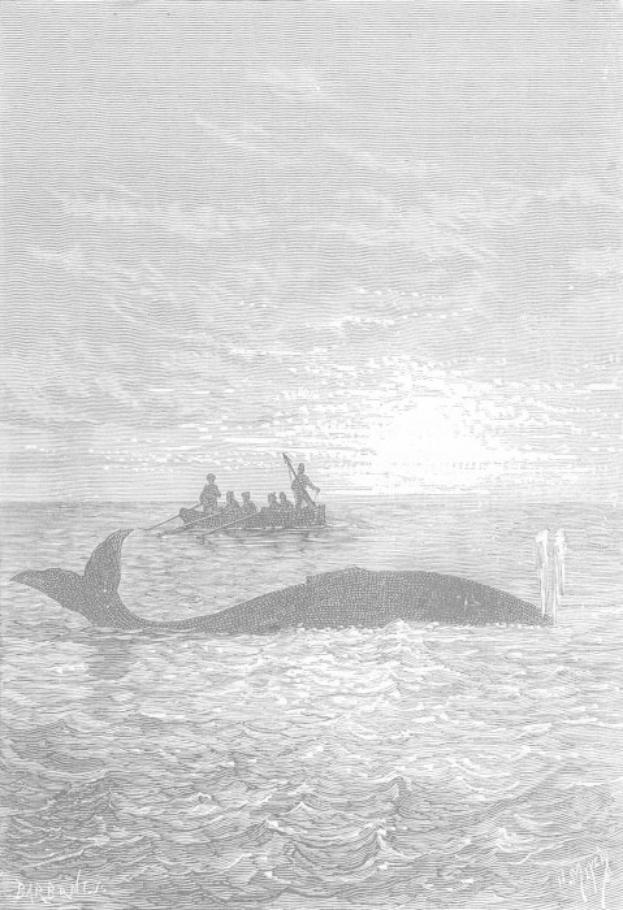 Schwarze und weiße Illustration eines Buckelwals im Meer mit einem Boot in der Hintergrund, beschriftet mit "Buckelwal von William Hogarth" unten.