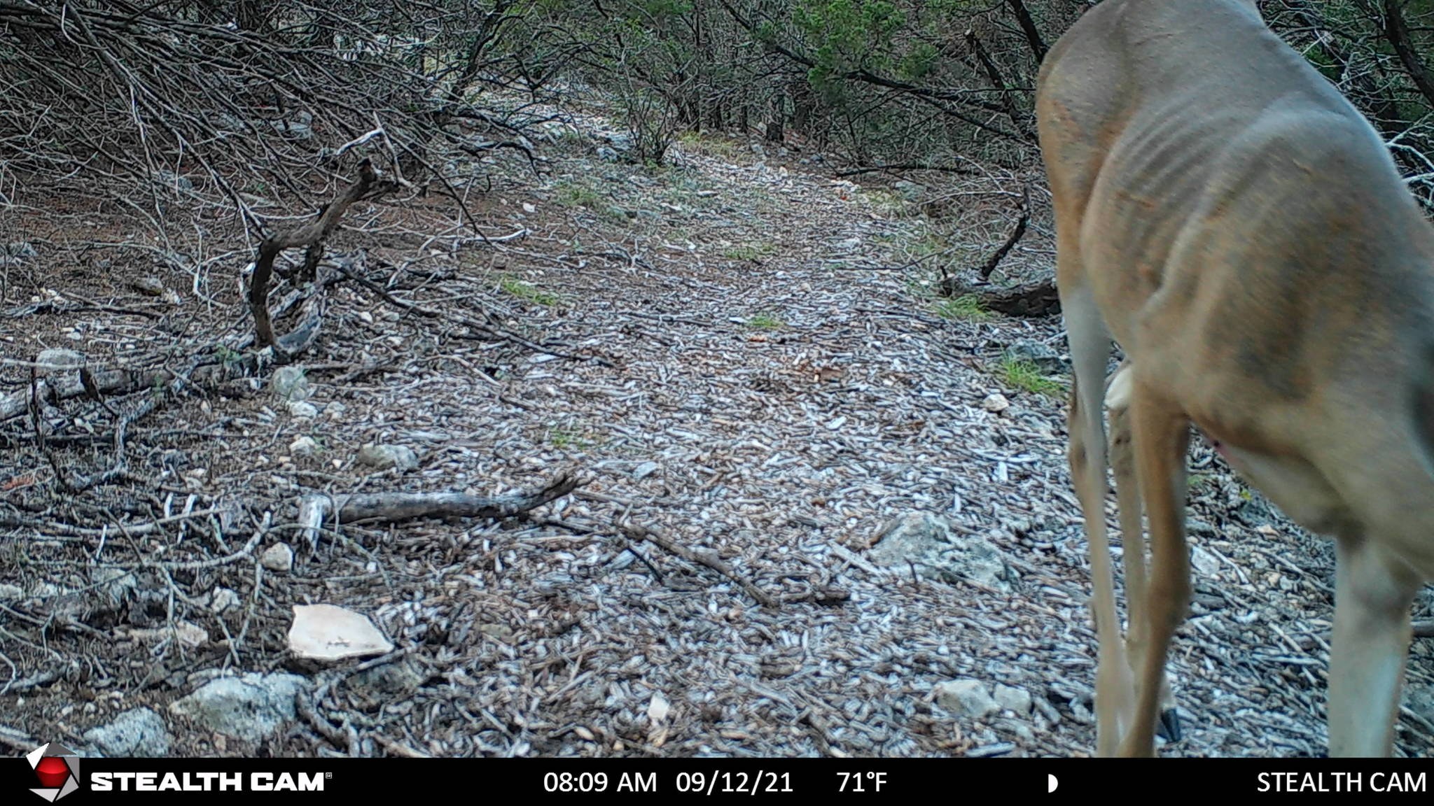 Ein Reh, das auf einem Schotterweg in einem bewaldeten Gebiet entlanggeht, umgeben von Steinen, Zweigen und Bäumen, mit dem Text "Stealth Cam - Hirschjagd in Texas" unten.